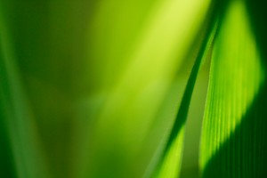 Dramatic Value Greens